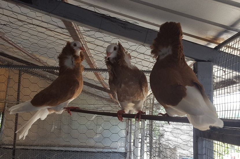  - A- Porumbei Gulerati Capucino 2019-2020