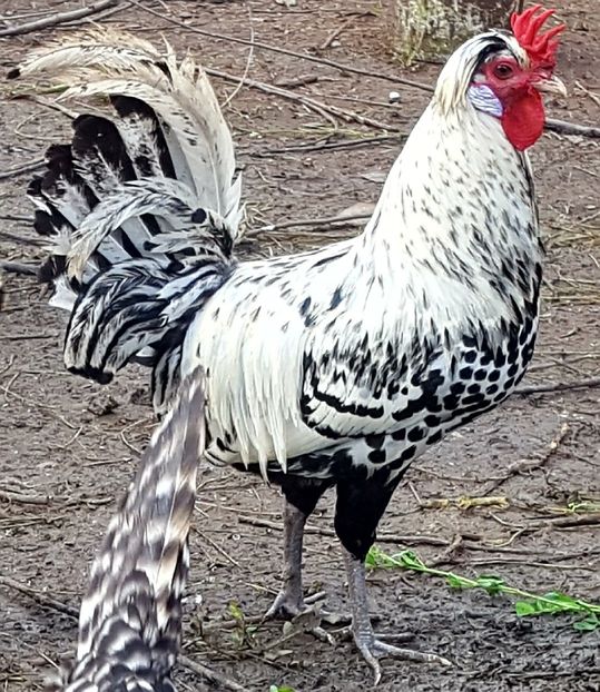  - Încrucișări rase de găini