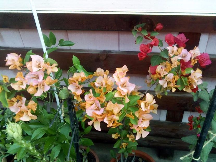  - Bougainvillea