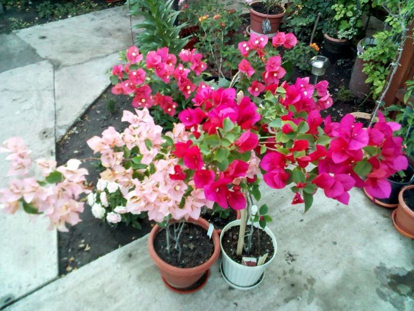  - Bougainvillea