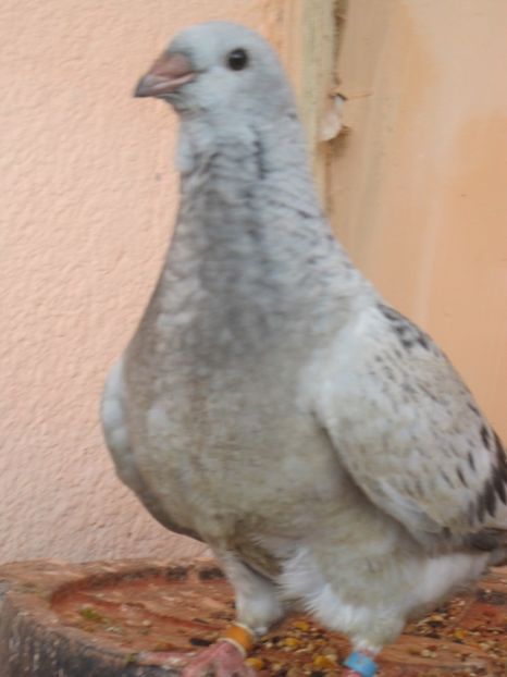 brazilianca - PUI 2018 produsi in LA FABRICA