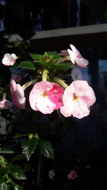  - R18 Royal Blush - renuntat