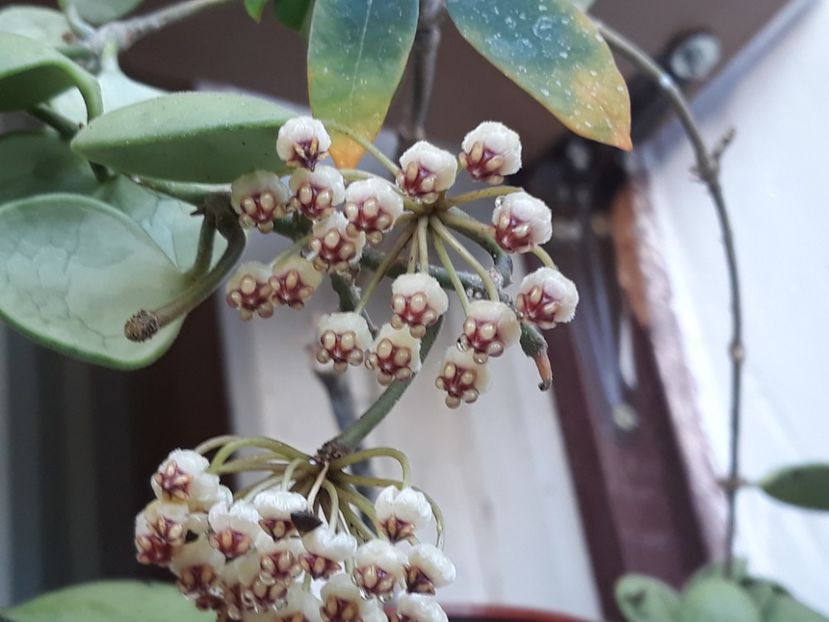 .05.08.2018 - Hoya brevialata