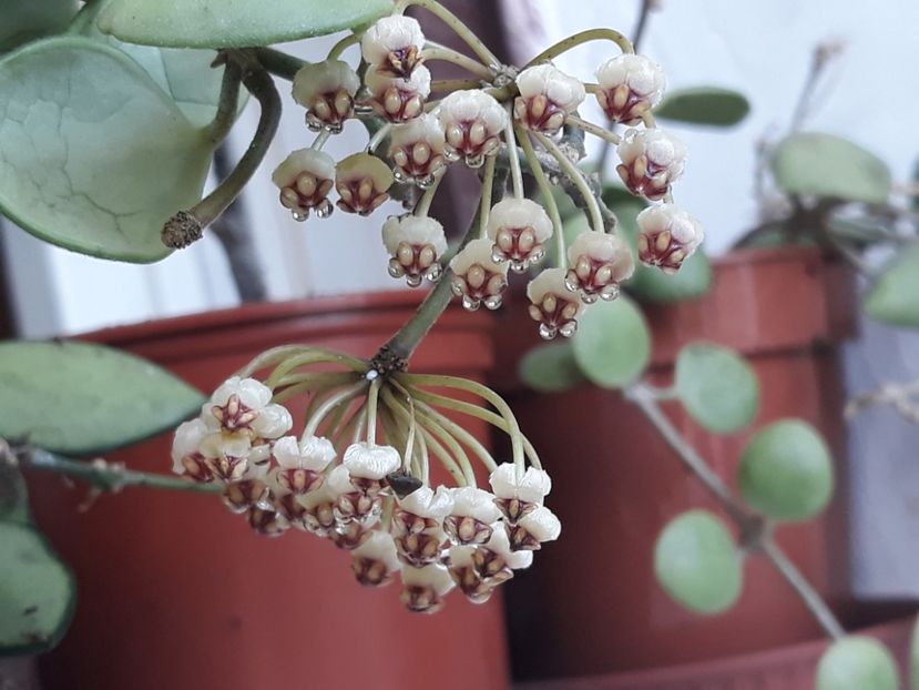 05.08.2018 - Hoya brevialata