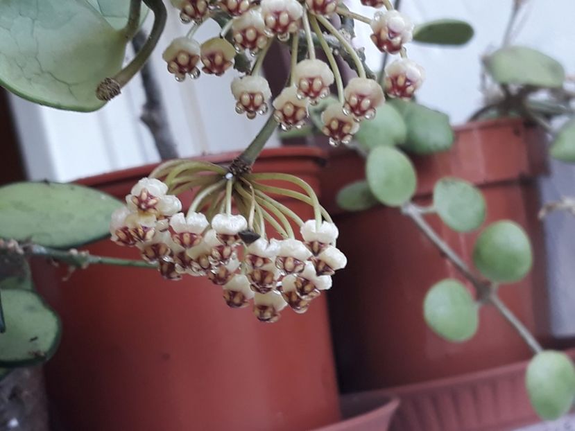 05.08.2018 - Hoya brevialata