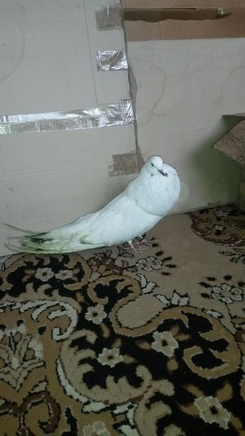 Mascul 2016 - 23 Gusati maghiari