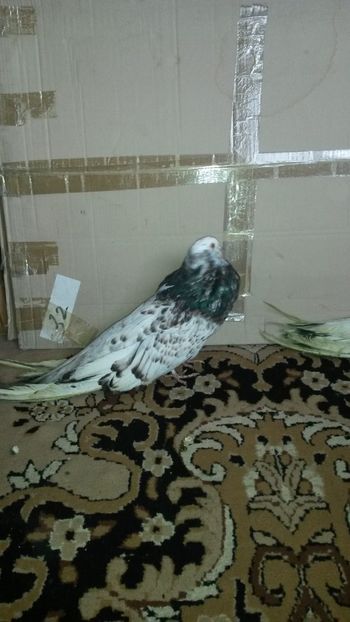 Fem 2016 - 23 Gusati maghiari