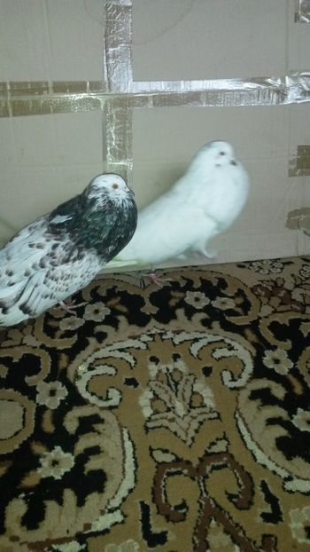  - 23 Gusati maghiari