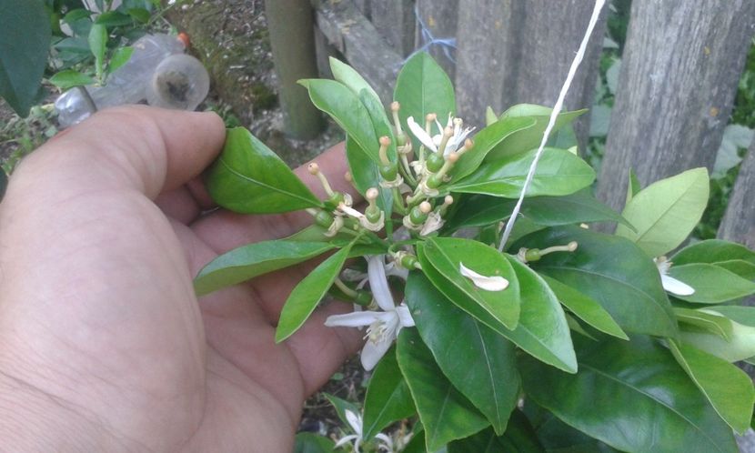 Citrus sinensis valenciana - Plantele mele 2018
