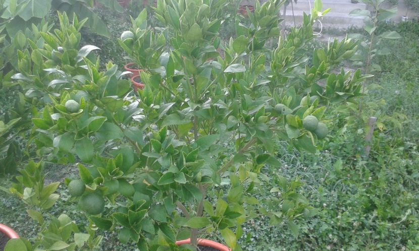 Citrus reticulata - Plantele mele 2018