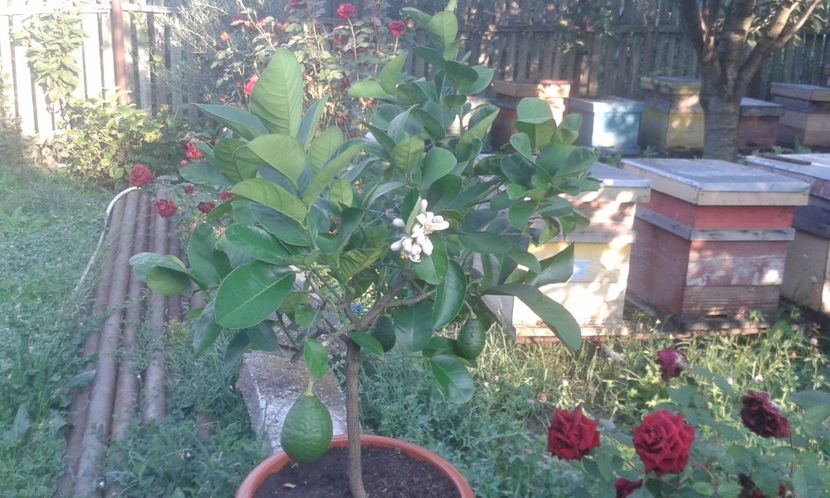 Lămâi mexican roșu cu aromă de vanilie - Plantele mele 2018