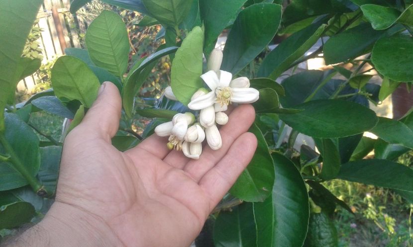 Lămâi mexican roșu cu aromă de vanilie - Plantele mele 2018