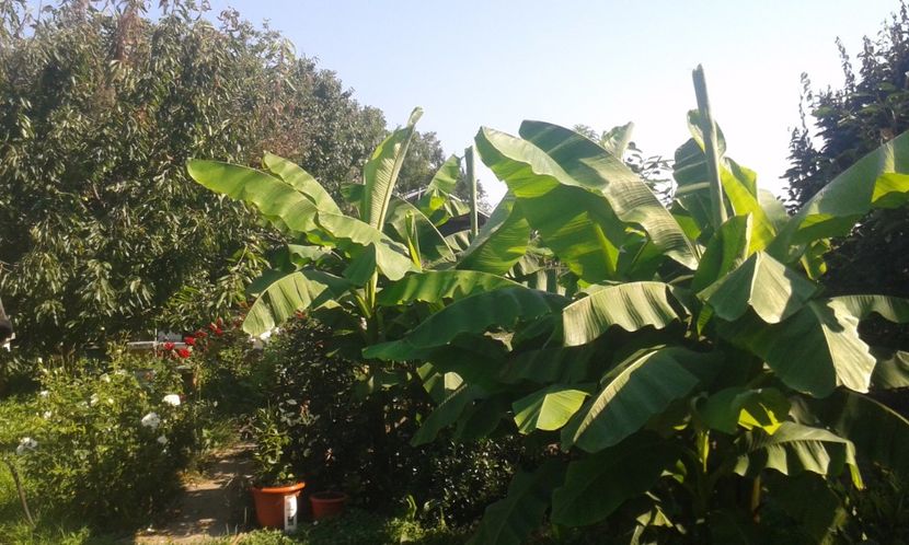 Musa bassjo - Plantele mele 2018