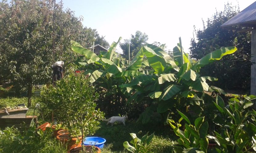 Musa bassjo - Plantele mele 2018