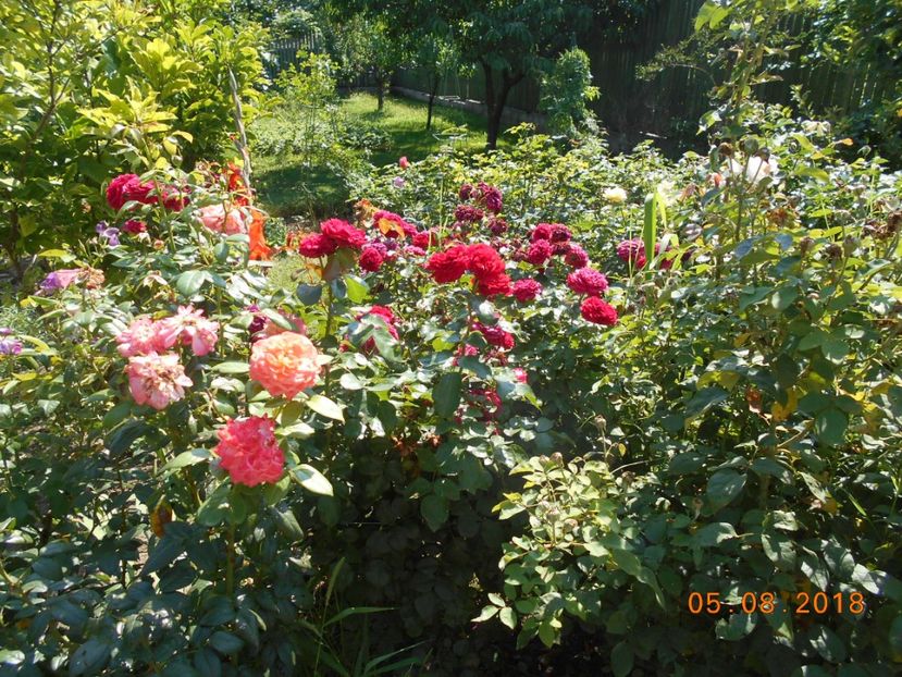  - 3Trandafiri 2018