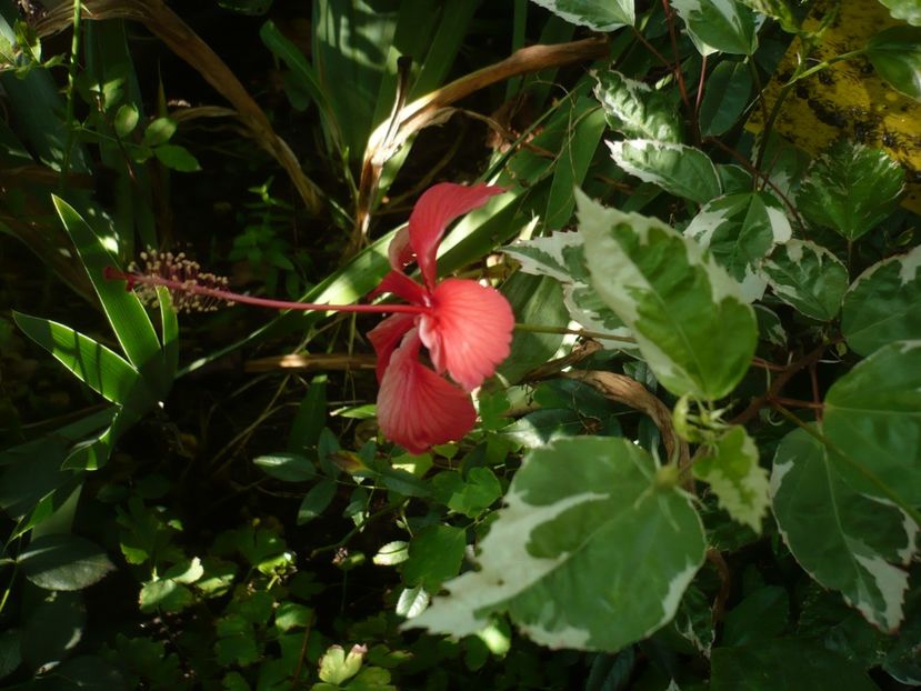 05.08.2018 - HIBISCUSI 2018-3