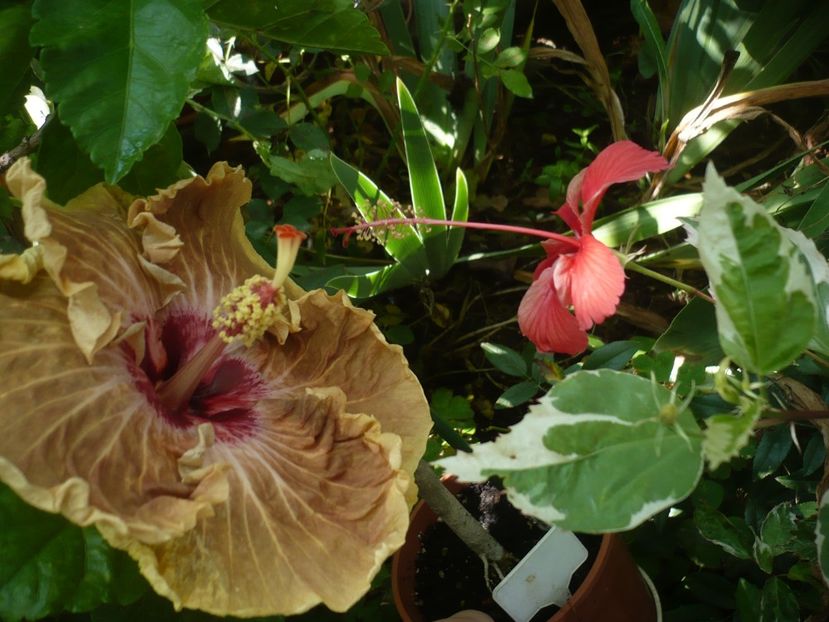 P1390273 - HIBISCUSI 2018-3