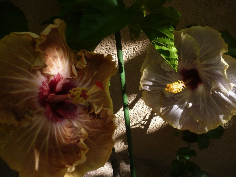 P1390274 - HIBISCUSI 2018-3