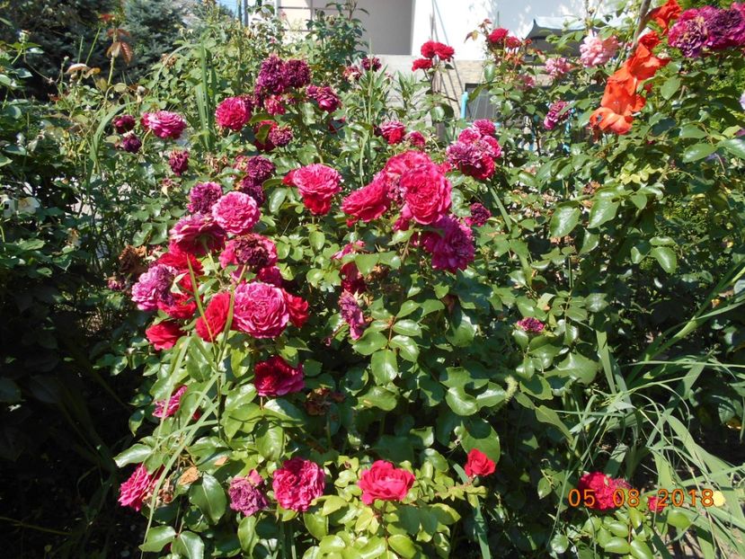  - Red Leonardo Da Vinci