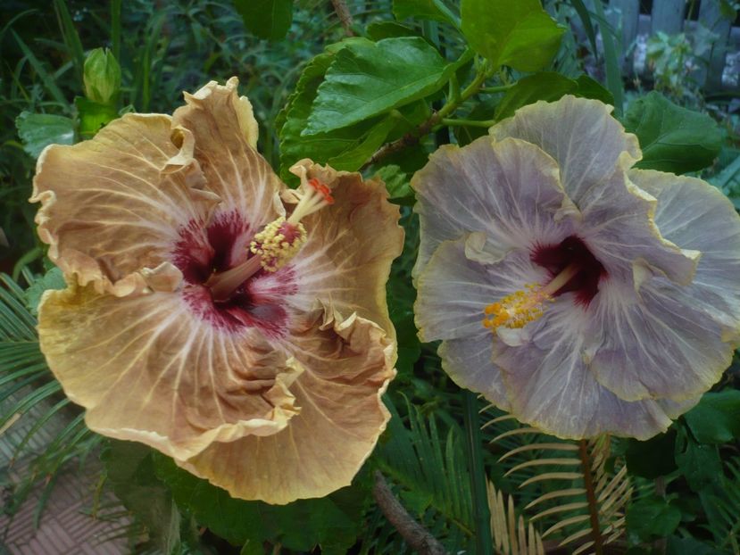 P1390276 - HIBISCUSI 2018-3