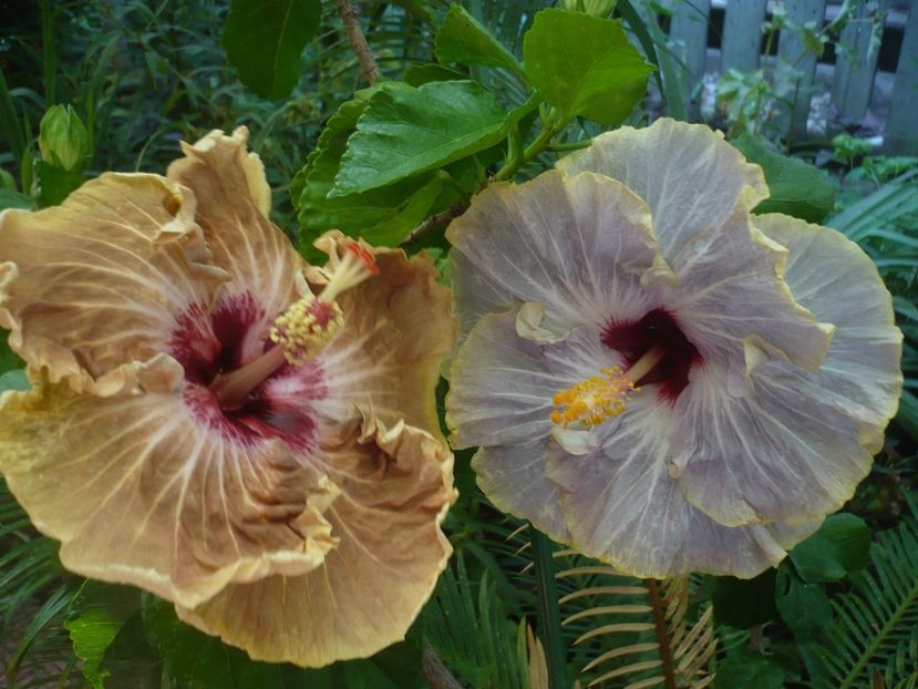 P1390277 - HIBISCUSI 2018-3