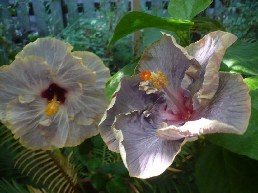 P1390279 - HIBISCUSI 2018-3