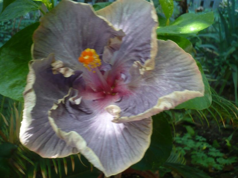 P1390280 - HIBISCUSI 2018-3