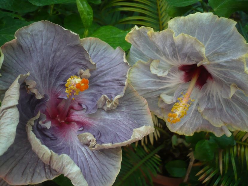 P1390282 - HIBISCUSI 2018-3