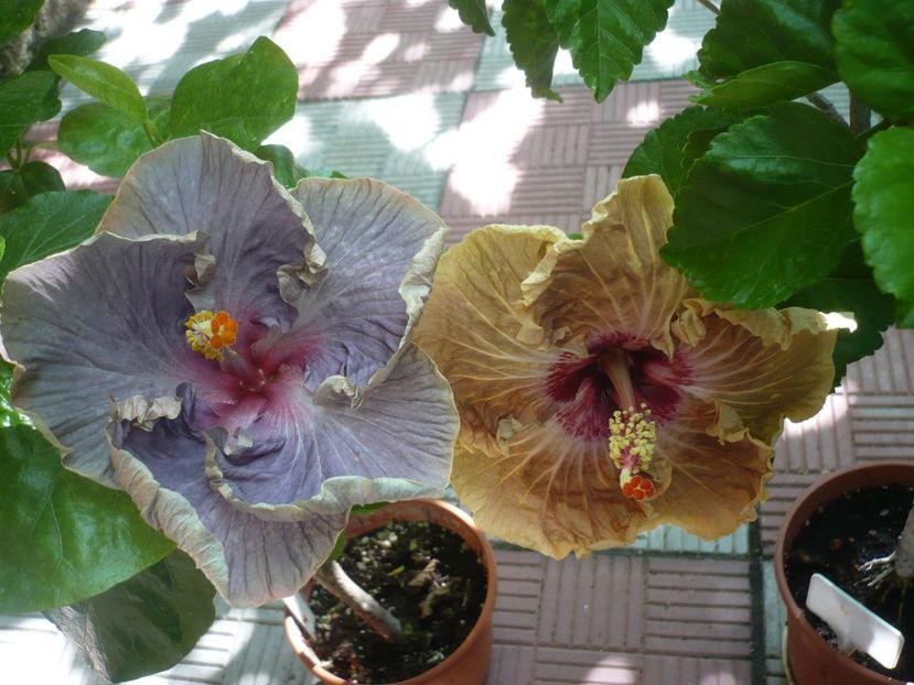 P1390285 - HIBISCUSI 2018-3