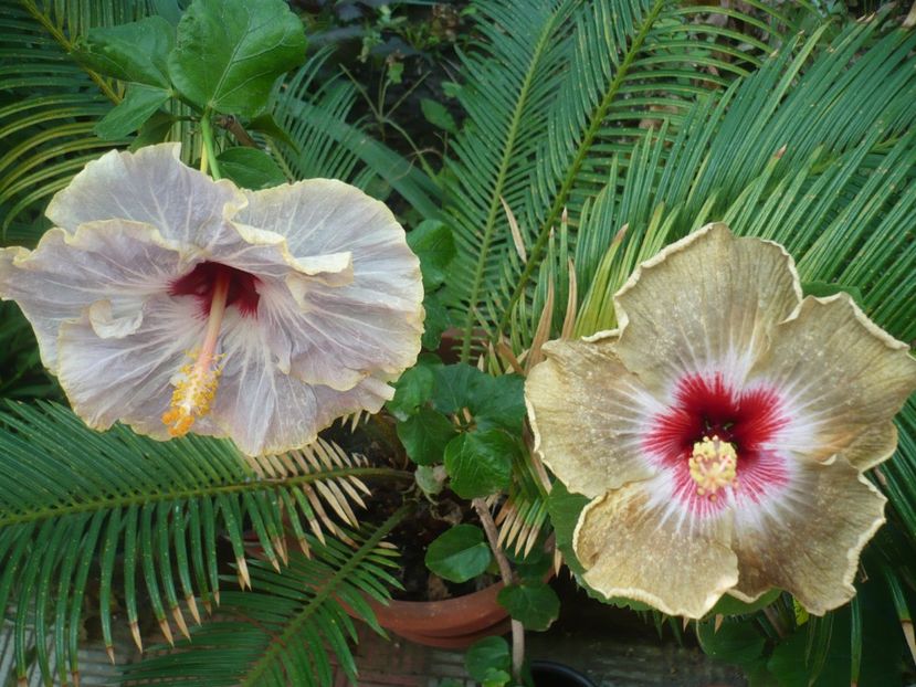 P1390287 - HIBISCUSI 2018-3