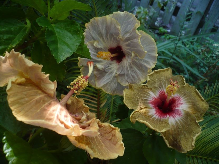 P1390289 - HIBISCUSI 2018-3