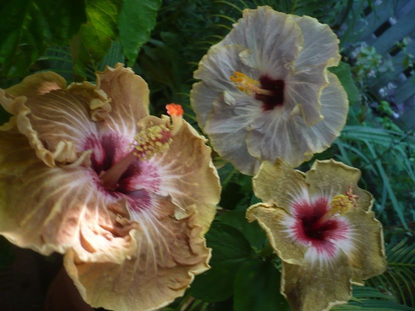 P1390291 - HIBISCUSI 2018-3