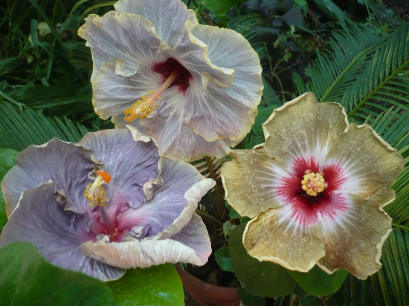 P1390295 - HIBISCUSI 2018-3