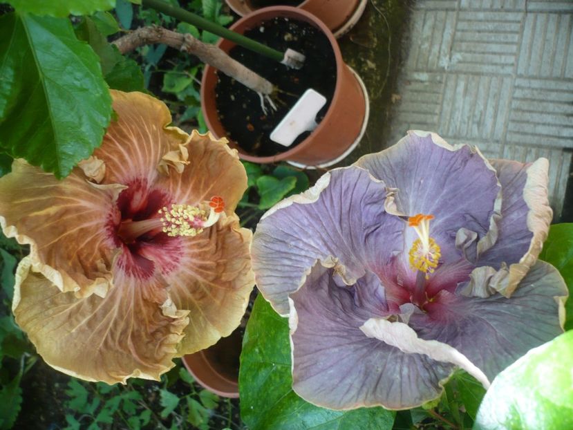 P1390297 - HIBISCUSI 2018-3