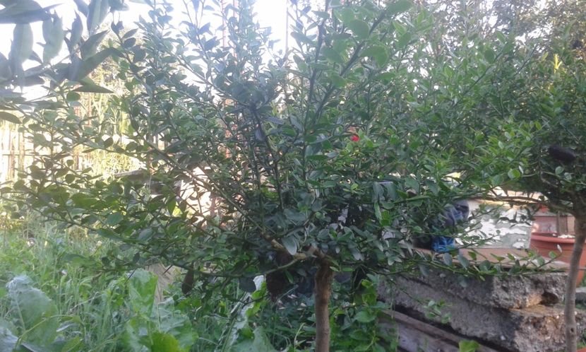 Citrus australasica roșu - Plantele mele 2018