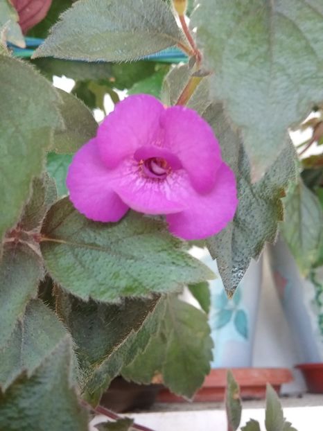  - Violaceea semiplena