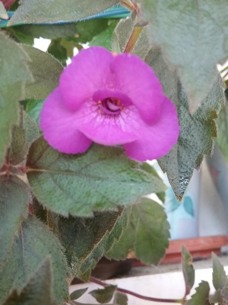  - Violaceea semiplena