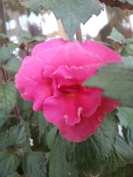 Aurika Ashcroft - Aurika Ashcroft