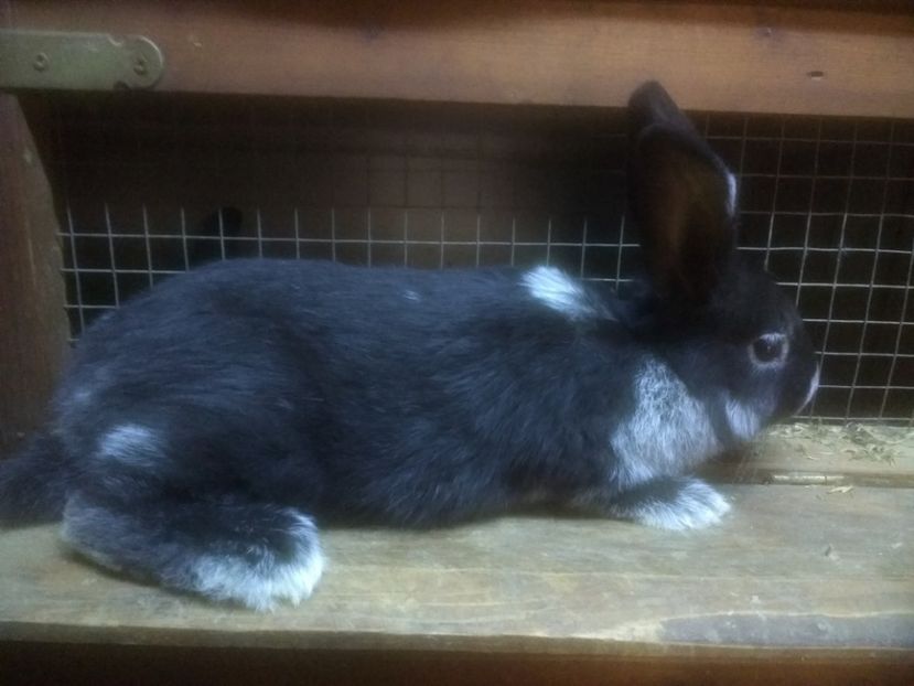  - Marele argintiu 2018