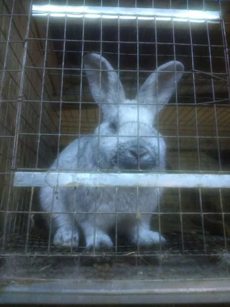  - Marele argintiu 2018