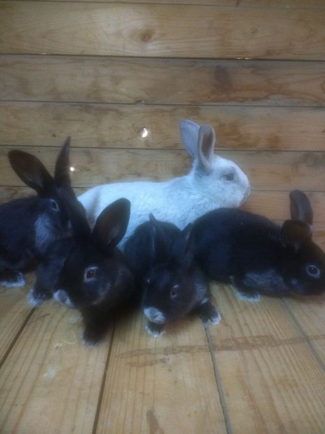  - Marele argintiu 2018