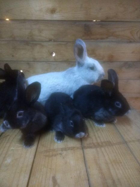  - Marele argintiu 2018