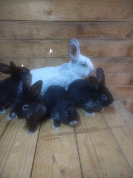  - Marele argintiu 2018