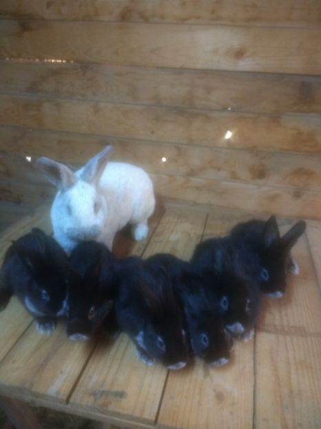  - Marele argintiu 2018