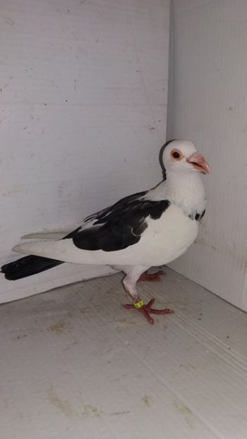 F 2017 vanduta - De! voiajori vanduti