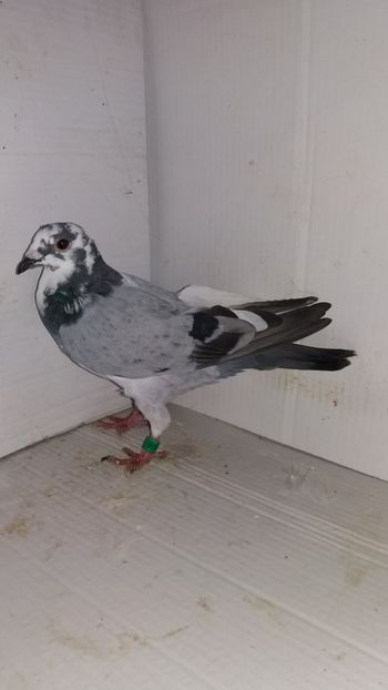 M 2018 vandut - De! voiajori vanduti