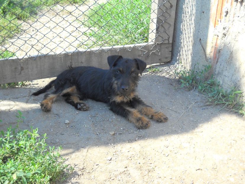 VANDUT - CATEI JAGDTERRIERI 2018