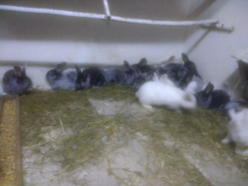  - Marele argintiu 2018