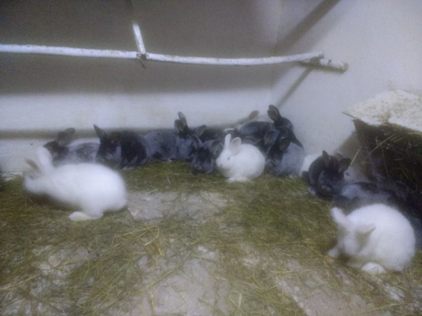  - Marele argintiu 2018