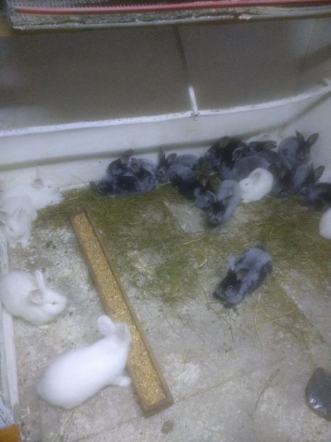  - Marele argintiu 2018